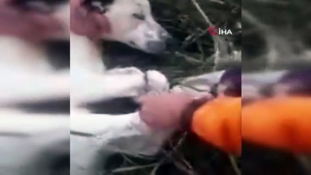 Köpekleri çuvala koyup ölüme terk ettiler