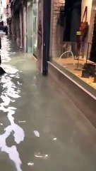 Venise inondée : sympa la balade des touristes..