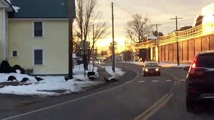 Turkey’s Leaving Concord Prison Using the Crosswalk