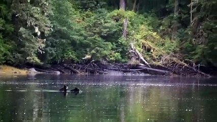 Baby Bear Rides on Mother's Back