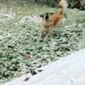 Dog Jumps Funnily And Tries To Catch Snowflakes Through Mouth