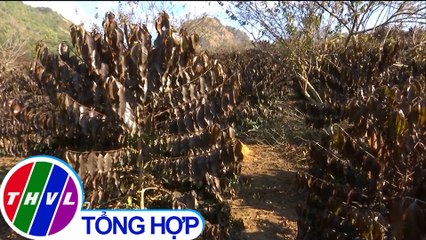 Hàng trăm hecta cà phê ở Sơn La bị thiệt hại do giá rét và sương muối