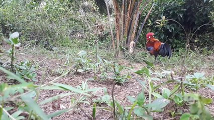 காட்டுக்கோழிகளை எப்படி பிடிக்கின்றார்கள் என்று பாருங்கள்