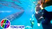 Ký sự truyền hình: Philippines - Đất nước của nụ cười | Tập 10: Trải nghiệm bơi lặn cùng cá mập voi ở Oslob