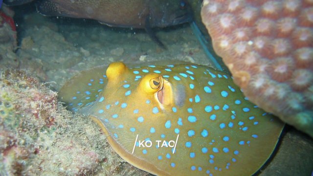 KO TAO Top 22 Tourist Places | Ko Tao Tourism | THAILAND