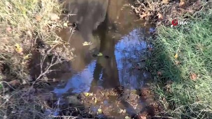 Dereye salınan hayvan atıkları mikrop saçıyor