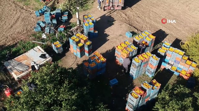 Balıkesir'de 70’li yıllarda hobi amaçlı dikilen fidanlardan binlerce ton mandalina hasat ediliyor