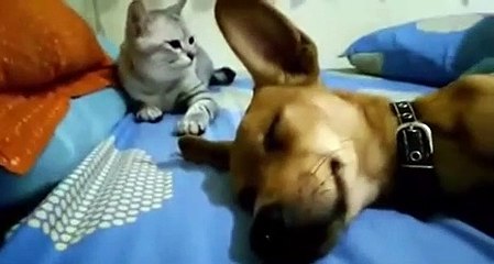 Dog Sleep Farting Makes Cat Angry