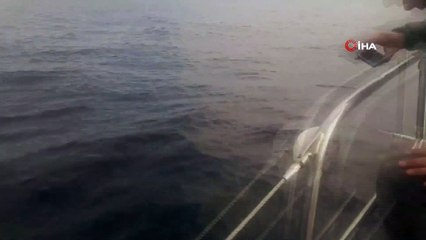 Marmara'da yunuslardan görsel şölen