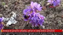 Antalya iki girişimci arkadaş, safran ve salep bitkisi yetiştirdi