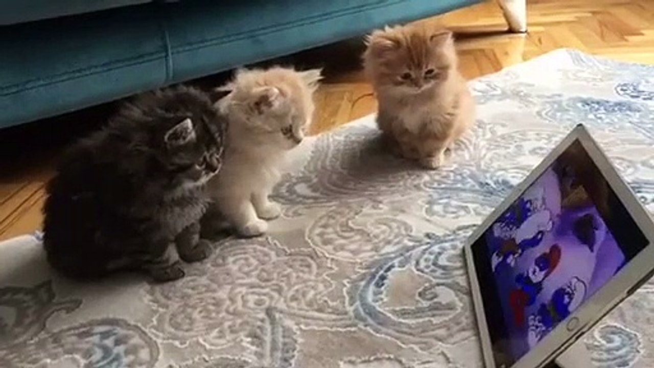 Cute Cats watching Cartoons