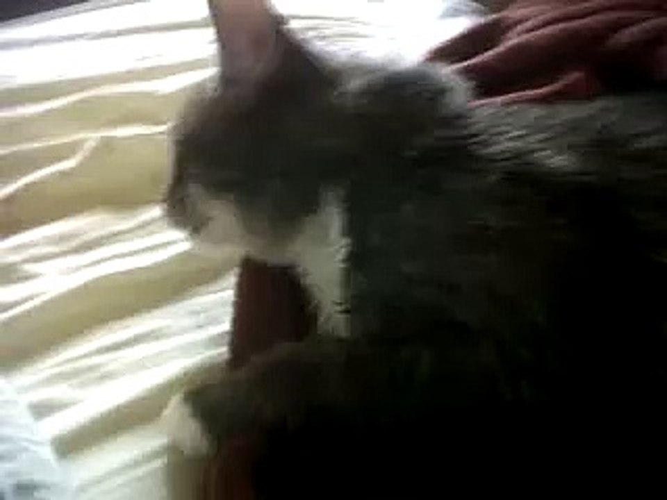 Hartz one spot treatment for cats and kittens KILLS