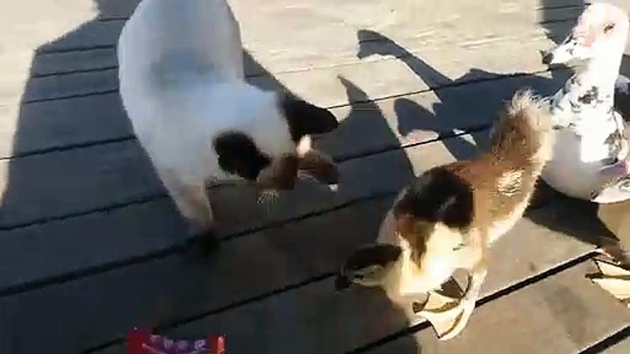 Cat vs Baby Goose - Harbour Cats Puerto del Carmen Lanzarote