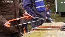 Niederlande: Weihnachtsbäume selbst fällen und den Wald schützen