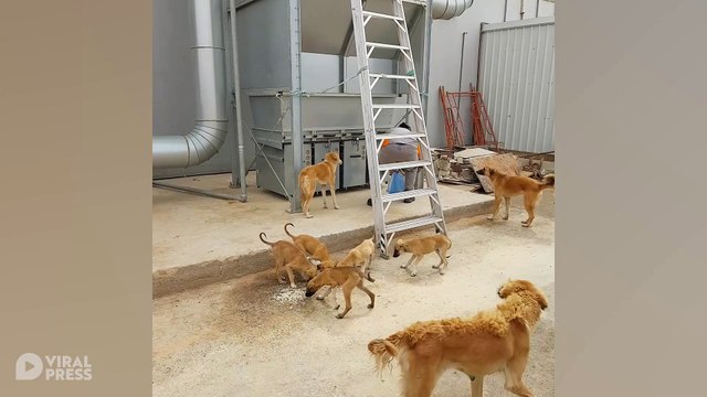 Worker Feeds Stray Dogs On Lunch Break In Saudi Arabia