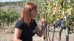 Los vinos buscan altura para capear el cambio climático