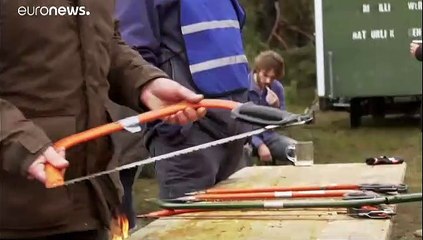 Ολλανδία: Χριστουγεννιάτικο δέντρο... από δάσος