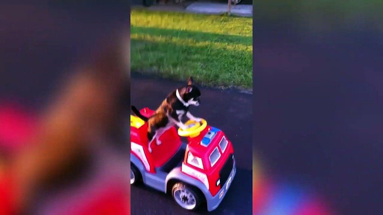 Funny Adorable Animals | Funny Pet Videos