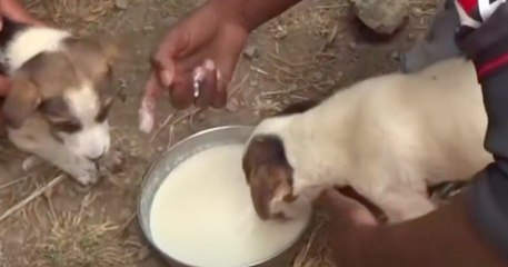 Animal Aid Unlimited sauve deux chiots tombés dans un puit