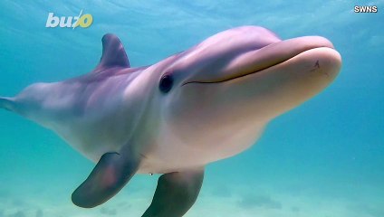 This Adorable Dolphin Surfs With Tourists and is Best Friends With a Dog