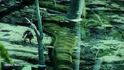 Trăn Nam Mỹ [Anaconda] Loài Trăn To Lớn Đáng Sợ Nhất Hành Tinh
