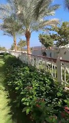 Tiffany Yoko Miss Peru Intercontinental desde Sunrise montemare resort en Egipto previo Miss Intercontinental 2019