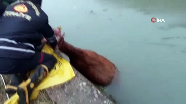 Sulama kanalına düşen ineği itfaiye ekipleri kurtardı