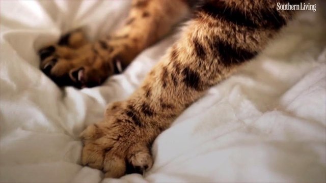 When Cats Knead You, They Could Be Trying to Express Their Affection