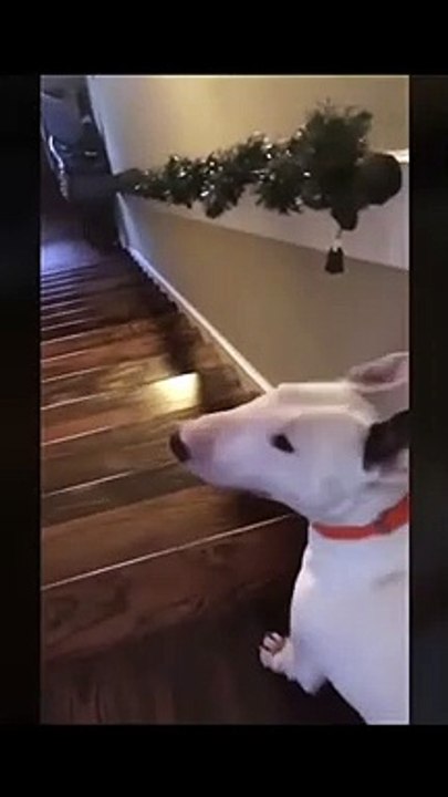 Voici comment cet adorable chien décide de descendre les escaliers