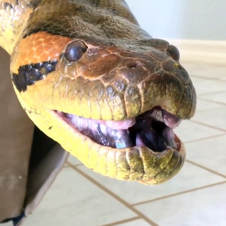 Crazy_Woman_Playing_with_Giant_Anaconda_and_Letting_It_Wrap_Her_Neck...!