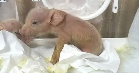 Première mondiale : deux chimères mi-cochon mi-singe ont été créées en Chine