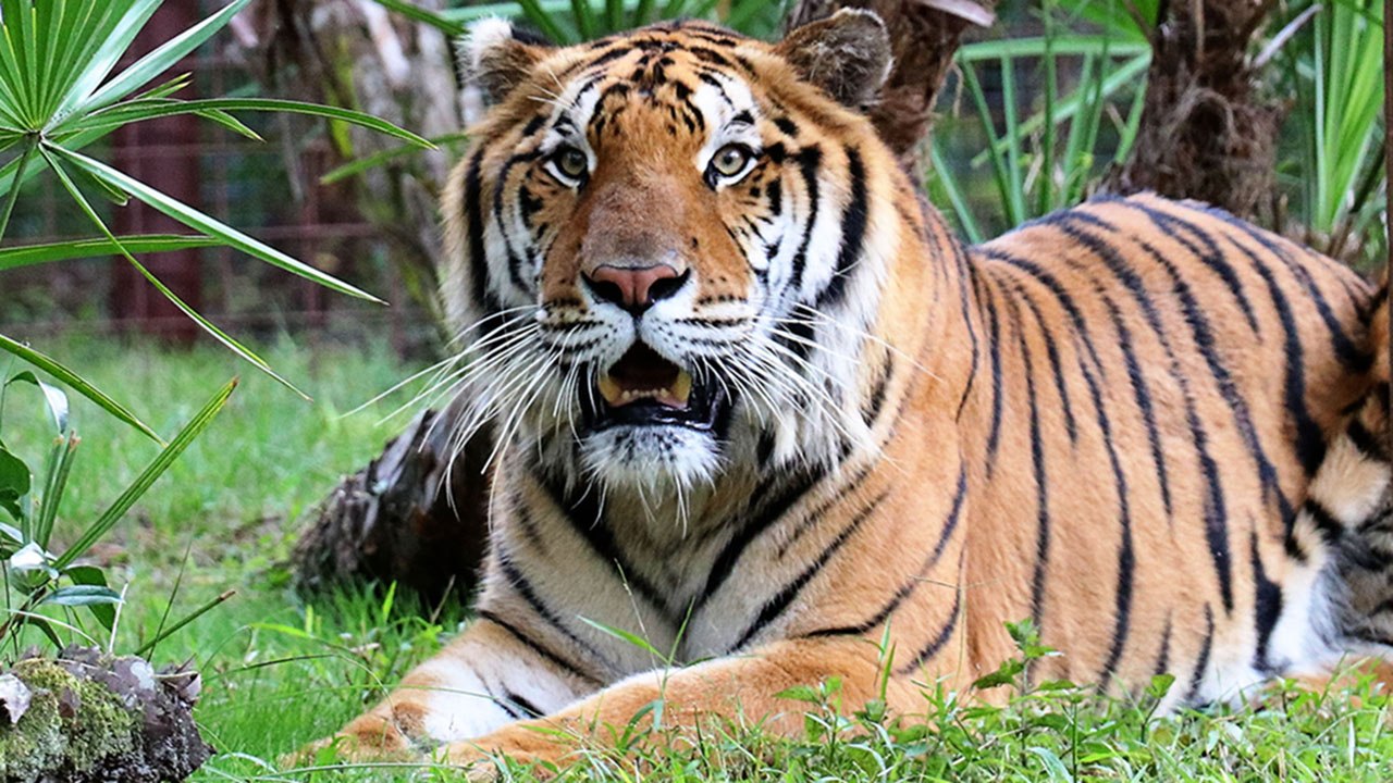 3 New Tigers Arrive From Guatemala