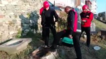 Zonguldak-kuyuya düşen yavru kediler kurtarıldı