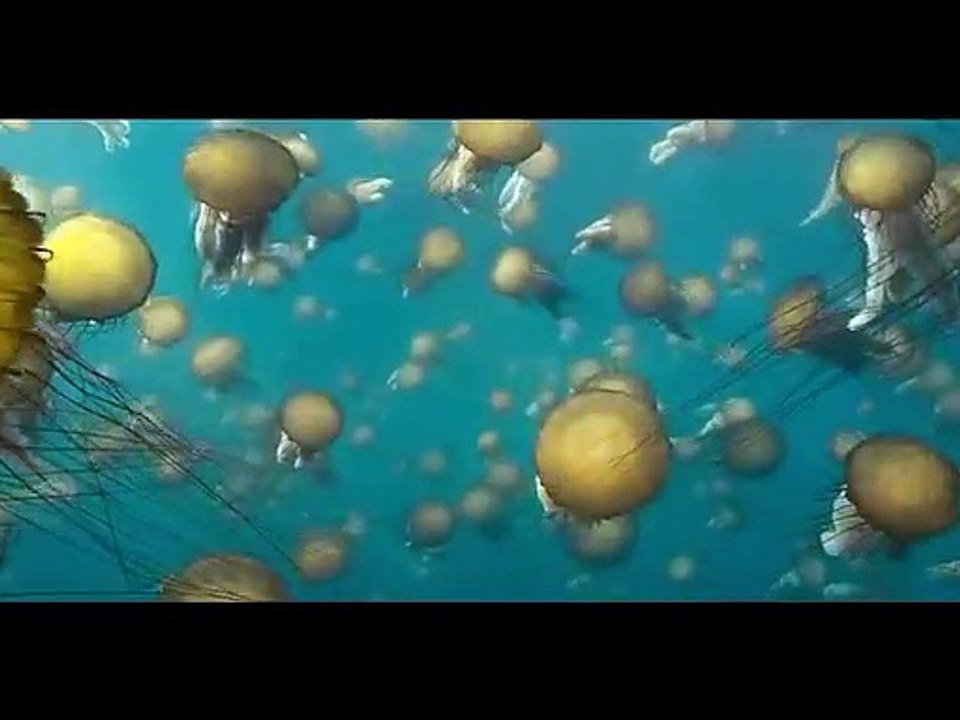 Océanos-Película-Parte 1