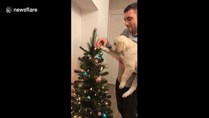 Santa's little helper! Adorable puppy helps owner decorate Christmas tree