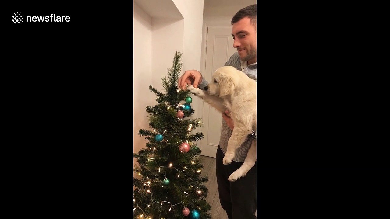 Santa's little helper! Adorable puppy helps owner decorate Christmas tree