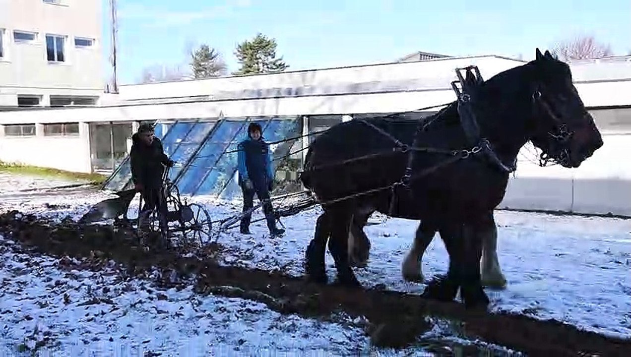 Pontarlier : deux chevaux s’invitent au lycée Xavier-Marmier !