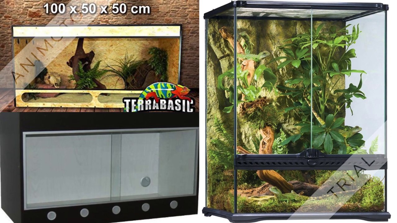 Terrarium Kaufen mit dem Terraristik - Ratgeber