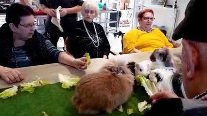 Niderviller (57) : la médiation animale pour le bien-être des personnes âgées