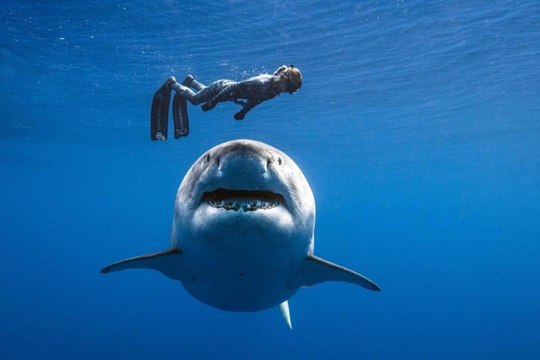 لحظات مرعبة سمكة قرش تهاجم غواصين