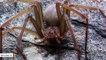 Hello Nightmare! You'll Want To Stay Away From This New Venomous Spider Species