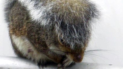 SQUIRREL TEACH HUMAN UMBRELLA USE