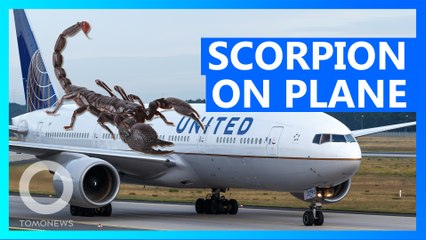 Woman stung by scorpion on United Airlines flight