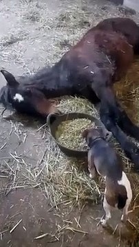 Fainéant ce cheval allongé se renverse son assiette de graines sur lui !