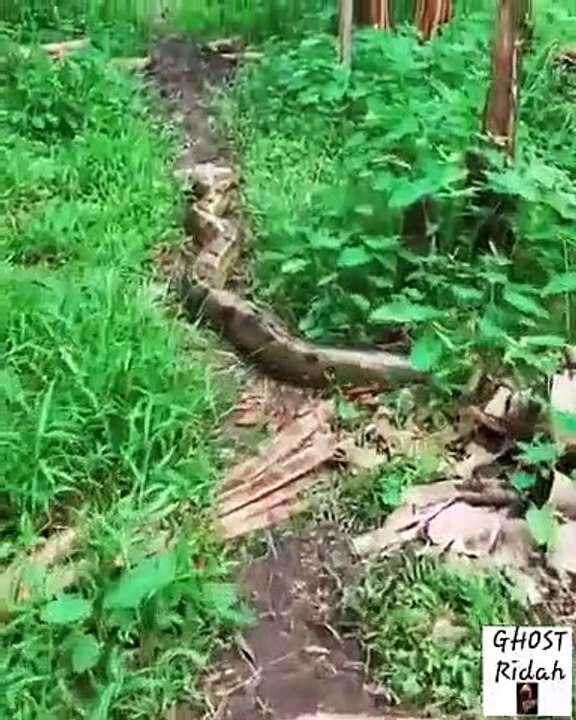 Ce paresseux est ami avec un serpent anaconda géant !