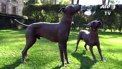 Adorados por los aztecas, los perros xolo renacen en la era hipster