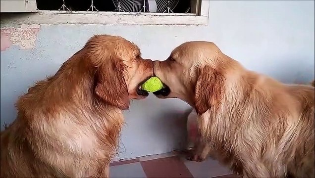 Trois labradors pour une seule balle... tellement drole