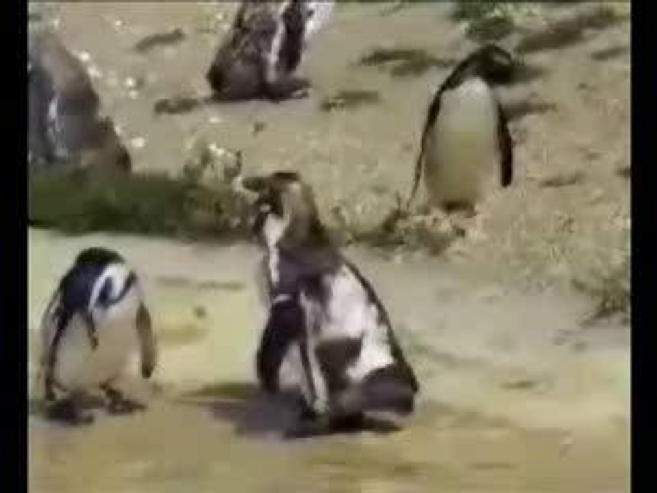 Pingouins_party