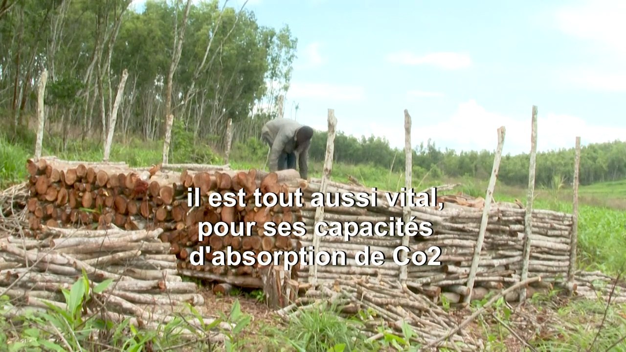 RDC: le charbon de bois vital pour les foyers, mortel pour les forêts