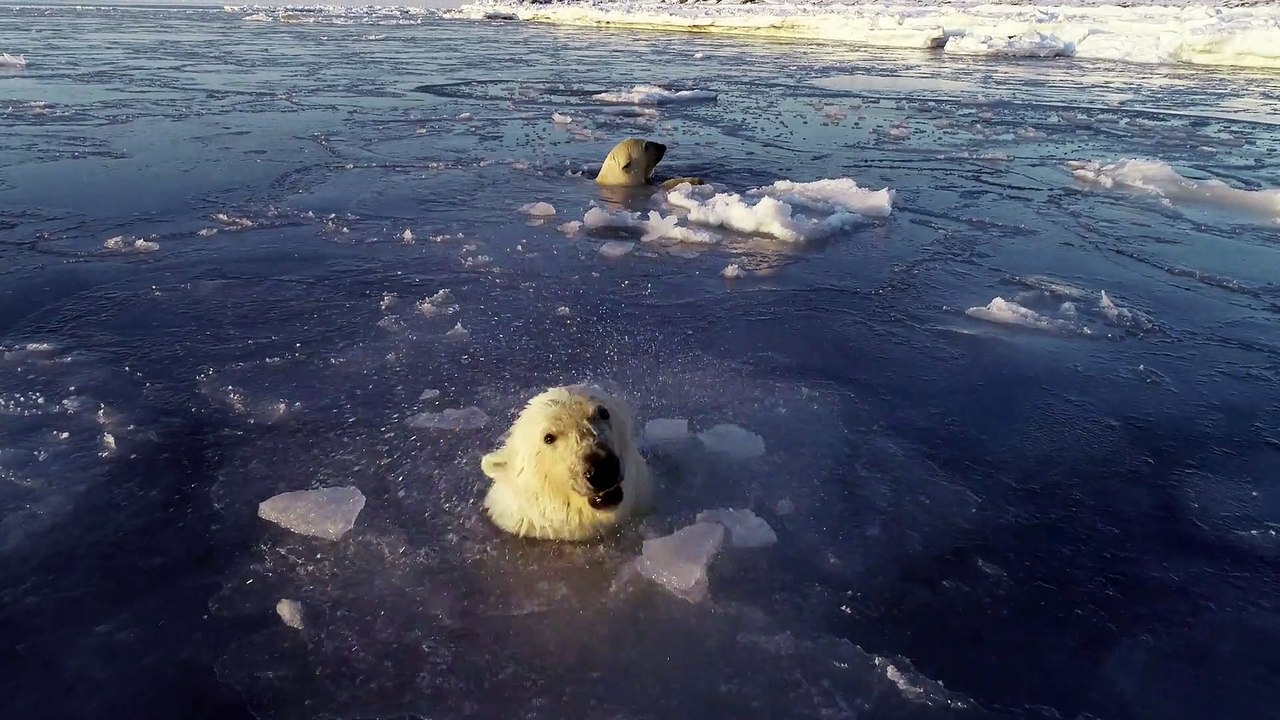 Polar Bears Hunt a Drone from Under the Ice